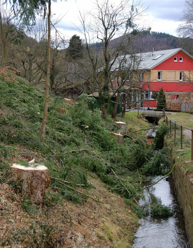 Gefllt: Die Nadelbume unterhalb des Friedhofs am Lautenbach.  | Foto: Klaus Fischer