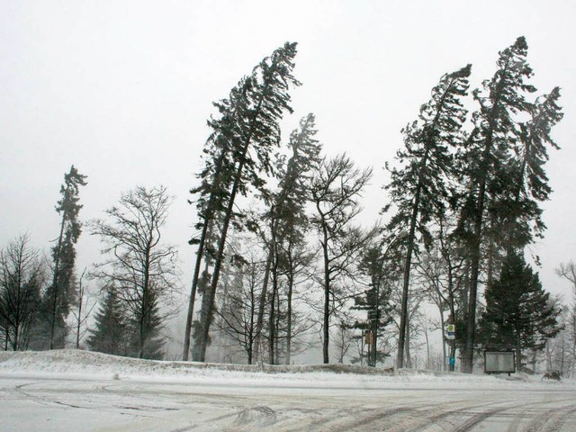 Bume im Wind: Der Orkan wtet auf dem Feldberg.  | Foto: Hans-Peter Ziesmer