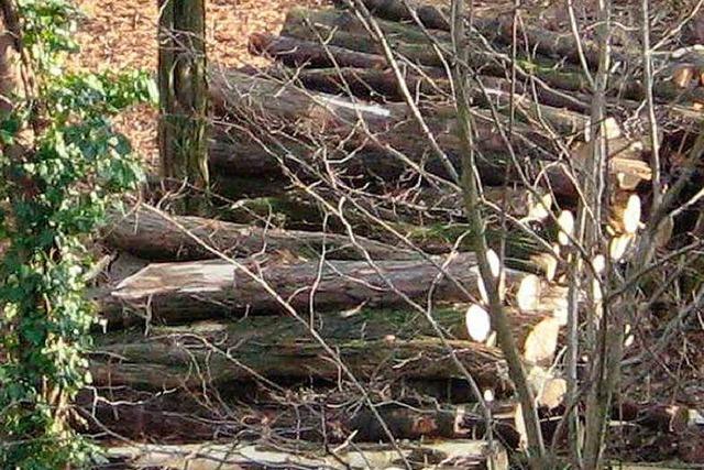 Einmalig wird Holz versteigert