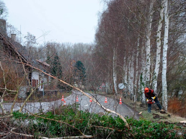 Die Baumfllarbeiten am Rhein haben be...muss dem Neubau eines Radwegs weichen.  | Foto: Roland Vitt