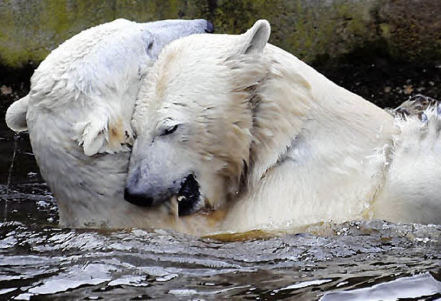 Knut (re.) herzt  Gianna.   | Foto: dpa