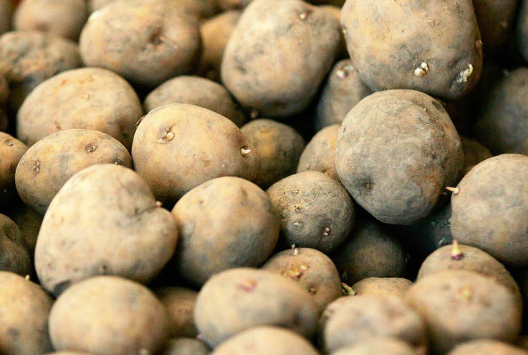 EU erlaubt Gen-Kartoffel - Wirtschaft - Badische Zeitung