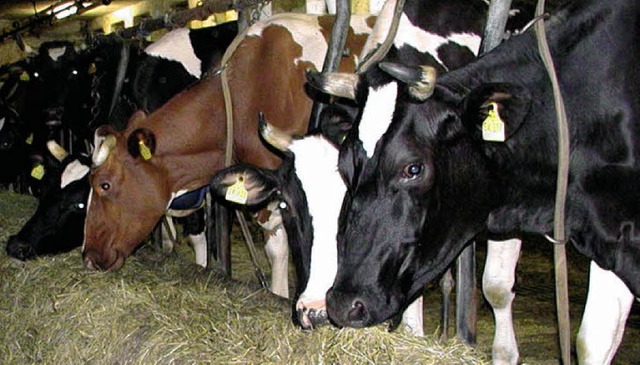 Ihre Halter erhalten  erstmals EU-Milchkuhprmien.  | Foto: Wolfgang Adam