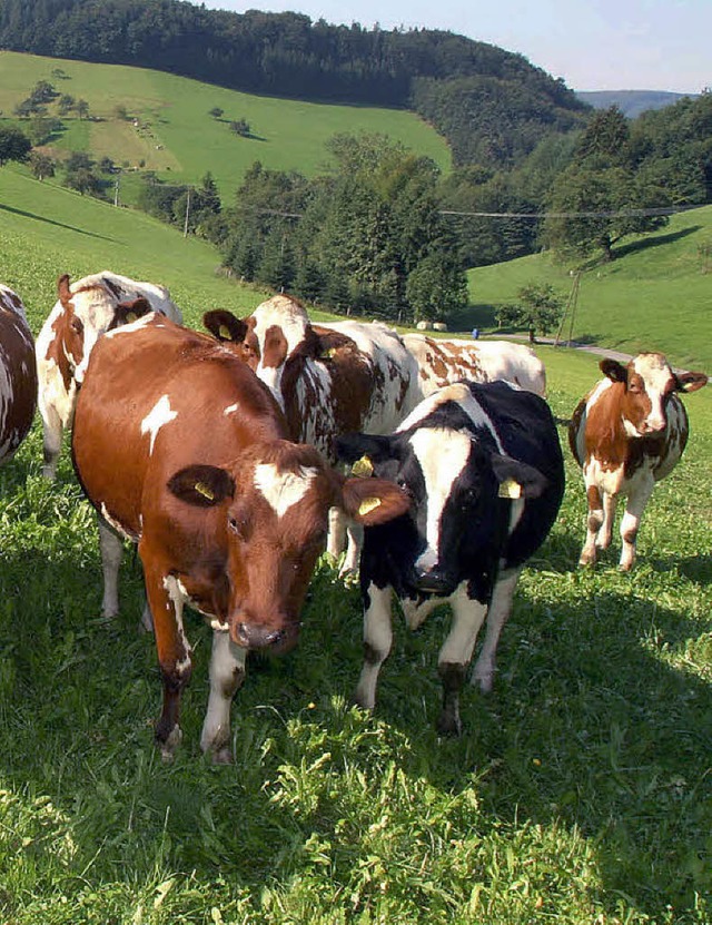 Auch wenn die Erfllung von EU-Richtli...ft Weideland bleibt ein Erfolgsmodell.  | Foto: Fssel