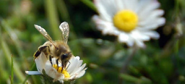 Bald sind die Bienen wieder eifrige Blumenbesucher.   | Foto: Pascal Waldszus