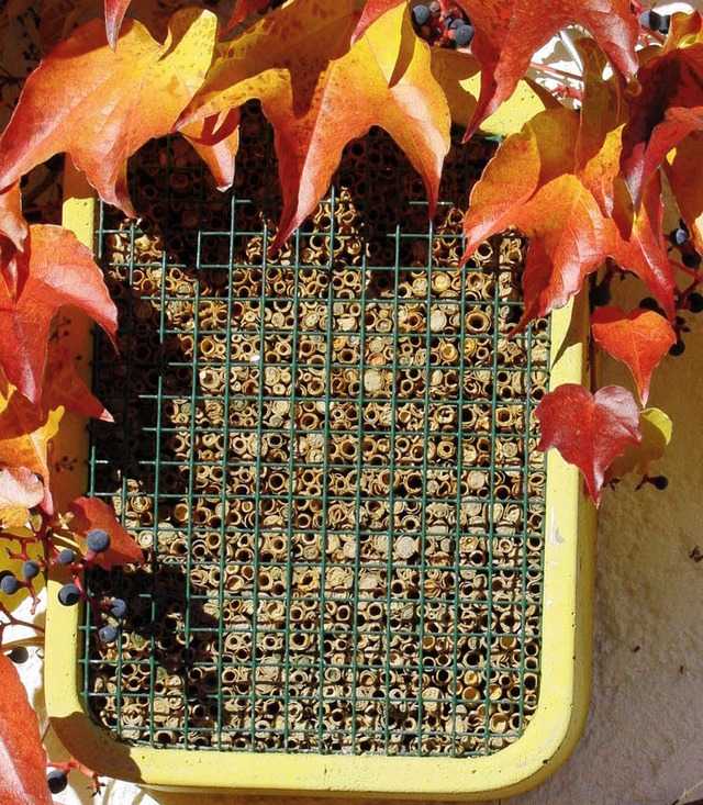 Auch die Insektenkasten, hier einer mit Wildbienen, werden stark nachgefragt.   | Foto: BZ