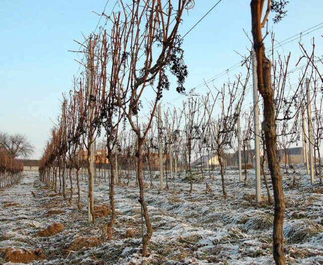 Auch wenn der Winter lange und kalt sc...r &#8211; mit Folgen fr den Weinbau.   | Foto: Langelott