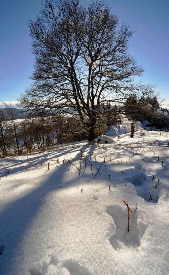 Traumhaft: Winter auf dem Schauinsland   | Foto: Bamberger