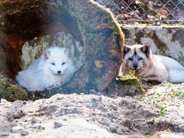 Die Polarfchsin (links) hat jetzt ein Mnnchen im Gehege.  | Foto: Hagen Schnherr