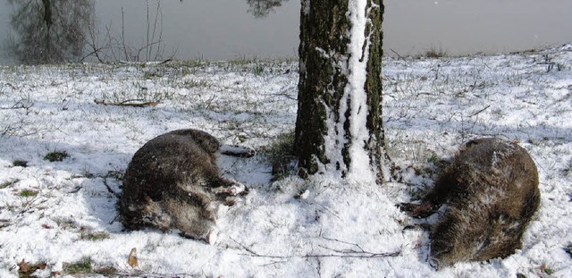Todesfalle Eis: Diese zwei jungen Wild... Januar im Gehrpfadweiher bei Riegel.   | Foto: Helmut Hassler