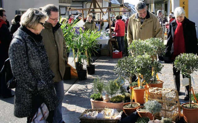 Olivenbumchen, Palme oder Primeln? Di...Sonntag  wenigstens optisch gestillt.   | Foto: Sabine Model