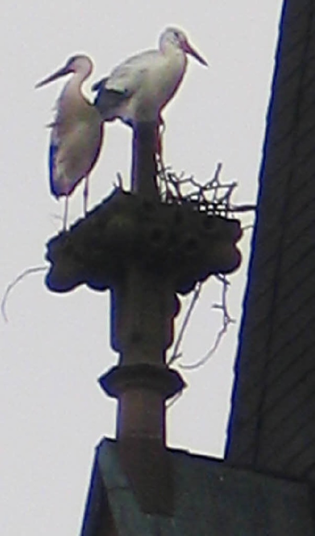 Notquartier: das Eichstetter Storchenp... auf einem Pfeiler ein Nest zu bauen.   | Foto: gustav rinklin