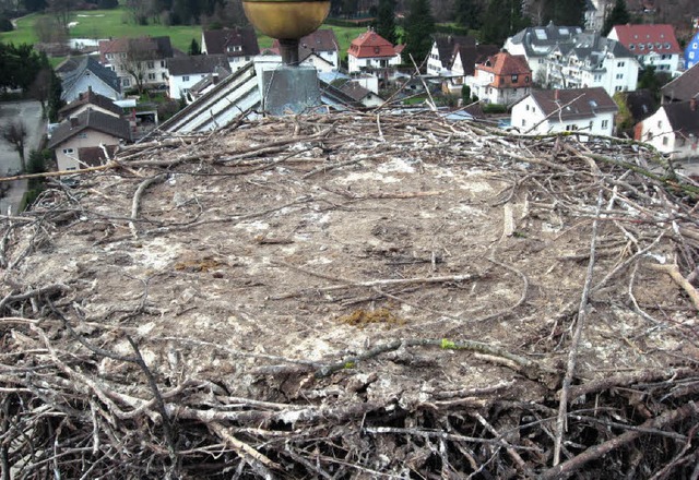 Nestsuberung zum nunmehr dritten Mal ...cher St. Michaels-Kirche am 04.03.2010  | Foto: Gnter Bank