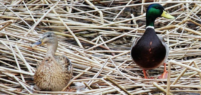 Zwei Enten im Biotop in der Nhe der geplanten Lagune.   | Foto: Ralf Staub