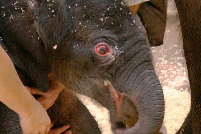 Wunder im Zoo: Elefantenbaby lebt doch