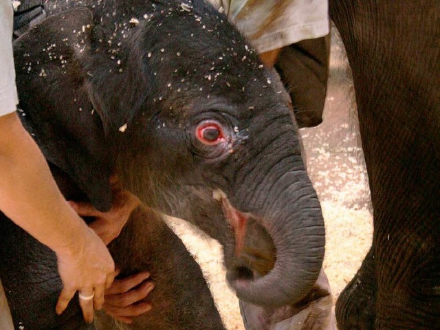 Qietschfidel: das frischgeborene Elefantenbaby aus Australien.  | Foto: dpa