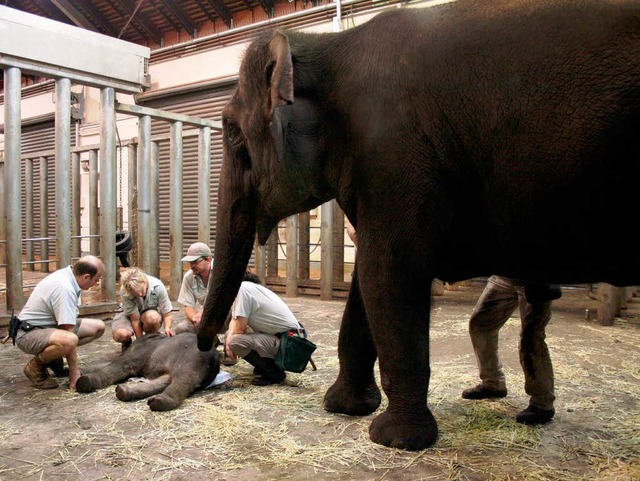 Die Elefantenmama und die Tierpfleger kmmern sich um das Baby.  | Foto: dpa