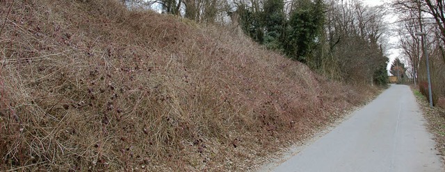 Brombeerhecken oder Garagen?  An der E...teinenstadt herrscht keine Einigkeit.   | Foto: Drescher