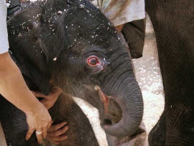 Neun Tage dauerte die Geburt des Elefantenbabys.  | Foto: AFP