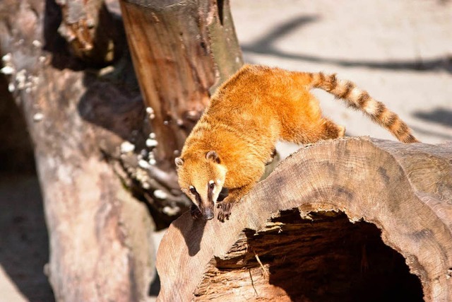 Auch Nasenbren leben im Schwarzwaldzoo.  | Foto: Hagen Schnherr