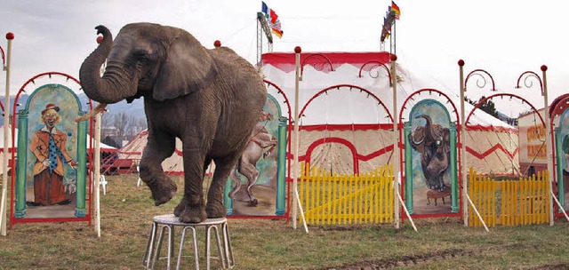 Elefantendame Sahra hat auch schon mehrmals im Fernsehen mitgespielt.   | Foto: Katharina Schiller