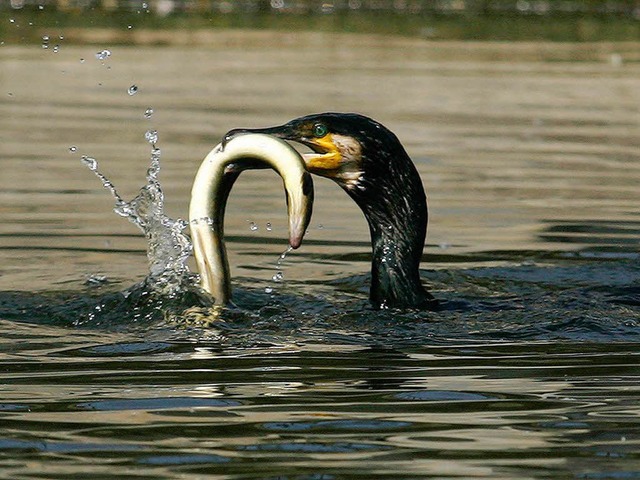 Zum Abschuss freigegeben: der Kormoran.  | Foto: ddp