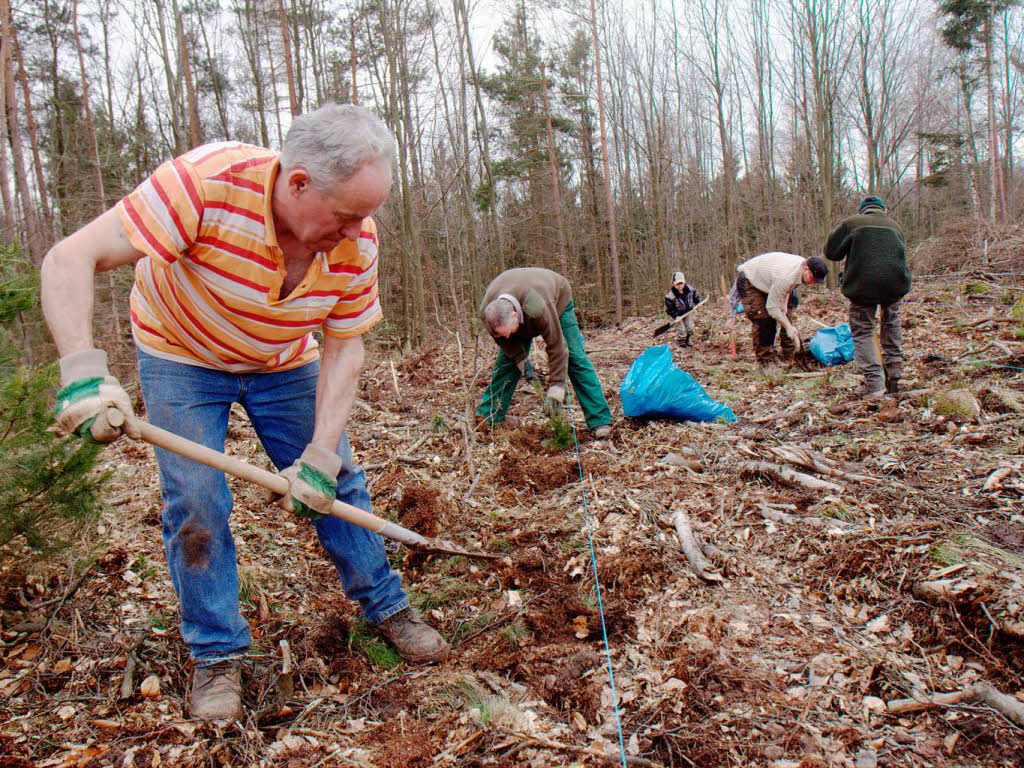 Rund drei Dutzend Freiwillige packten bei der Brgerpflanzaktion am Samstag im Herbolzheimer Wald mit an.