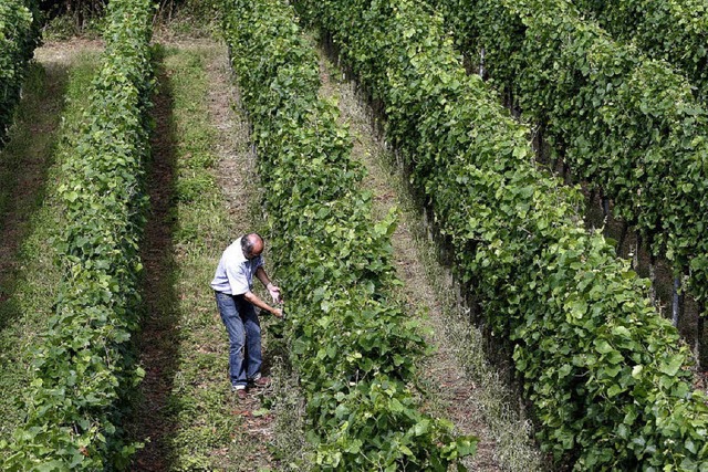 Die badischen Winzer wollen weiterhin ...und nicht in der Rheinebene arbeiten.   | Foto: dpa