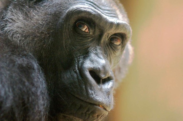 Gorilladame Kati ist tot.  | Foto: Zoo Basel