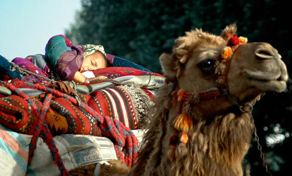 Ein Nomadenbaby schlft auf einem Kamelrcken.