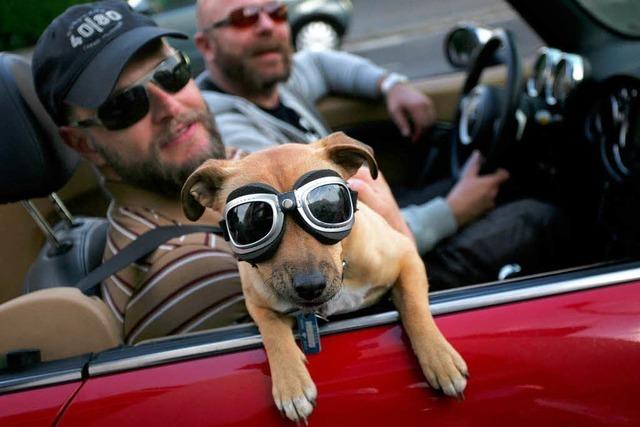 Vorsicht vor fliegenden Hunden im Auto