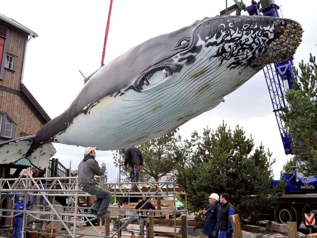 Ein Kunststoff-Wal wird antransportiert.
