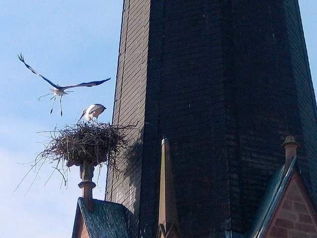 Die Kreuzblume am Kirchturm hat das Ei...Storchenpaar als Nistplatz auserkoren.  | Foto: Gustav Rinklin