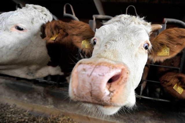 Tiere im Stall allein gelassen – 20 Rinder verenden qualvoll