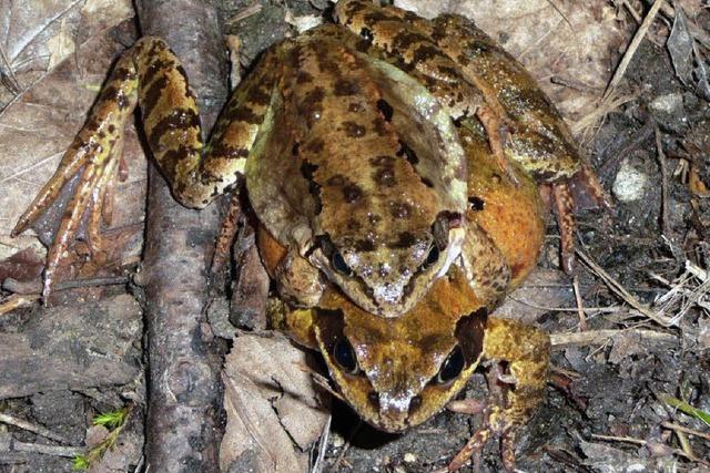 Die Pflege von Flora und Fauna am Strpfelgraben