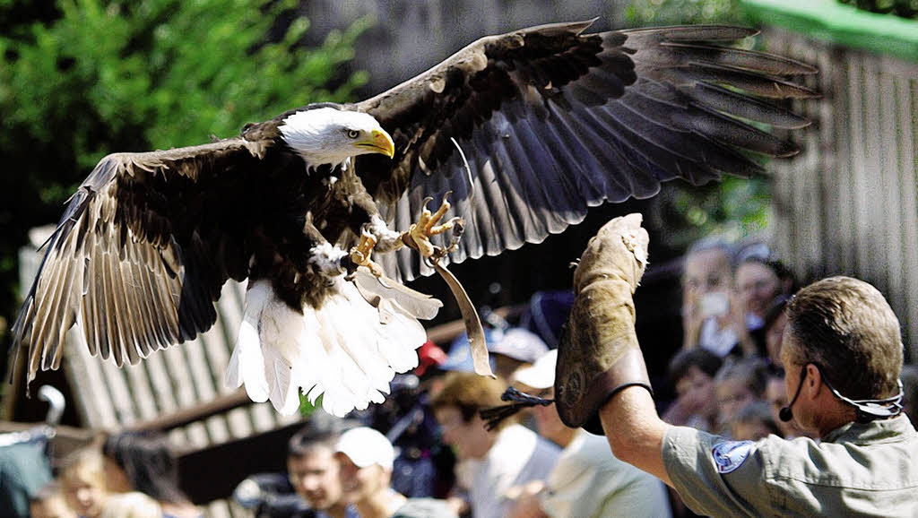 Die Adler fliegen wieder Steinen Badische Zeitung