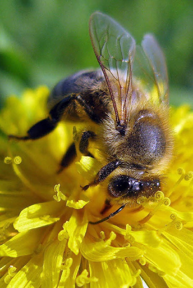 Die Biene ist bedroht.   | Foto: DPA