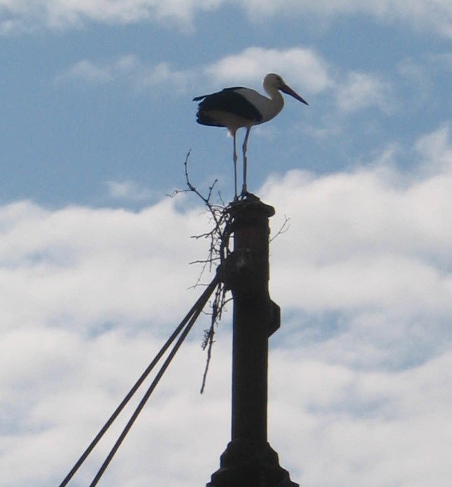 Er lsst nicht locker: Storch beim Nes...uf dem Kruzifix ber dem Kirchportal.   | Foto: G. rinklin