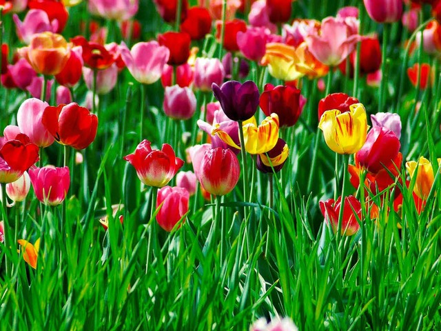 Symbol fr den Frhling: Tulpen. Wisse... beschftigen sich mit ihrem Befinden.  | Foto: fotolia.com/danielschoenen