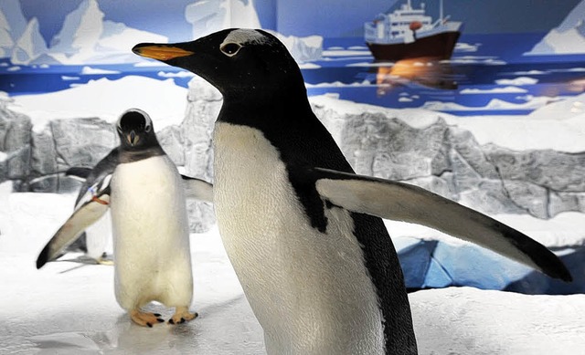 Im Sprint eroberten die Eselspinguine ihr neues Gehege im Sealife Konstanz.   | Foto: PR/Sealife