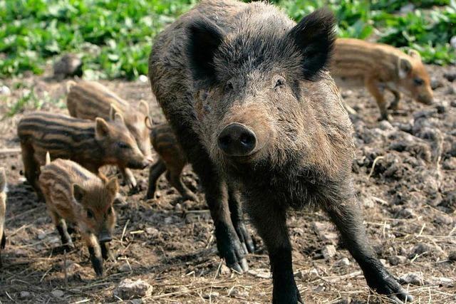 Zahl der Wildschweine als Problem