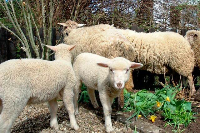 Entlaufene Schafe machen Freiburger Grten unsicher