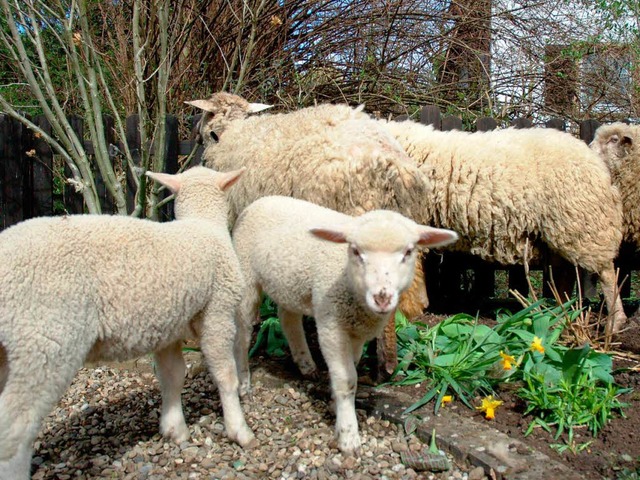 Fnf Mutterschafe und drei Lmmer erku...Mittwoch diverse St. Georgener Grten.  | Foto: Holger Sie