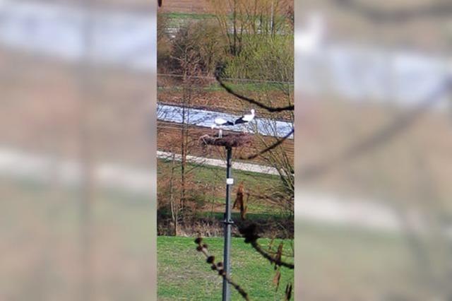 Eichstetten atmet auf: die Strchin brtet