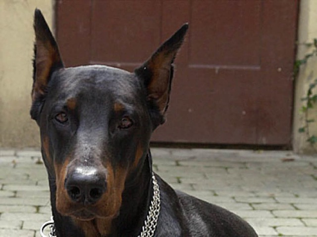 Ein Dobermann kann ein bis zu 45 Kilo schweres und muskulses Tier werden.  | Foto: Wolf-Dietrich Weissbach