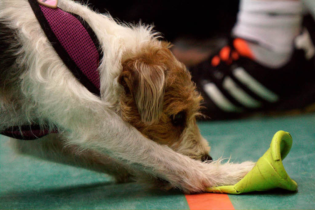 Timo Bolls Jack-Russell-Terrier Carry war mit dabei beim Jugendtraining. Und nagt gerne an Frisbeescheiben.