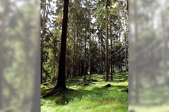 Das Waldjahr in Dachsberg war besser als erwartet