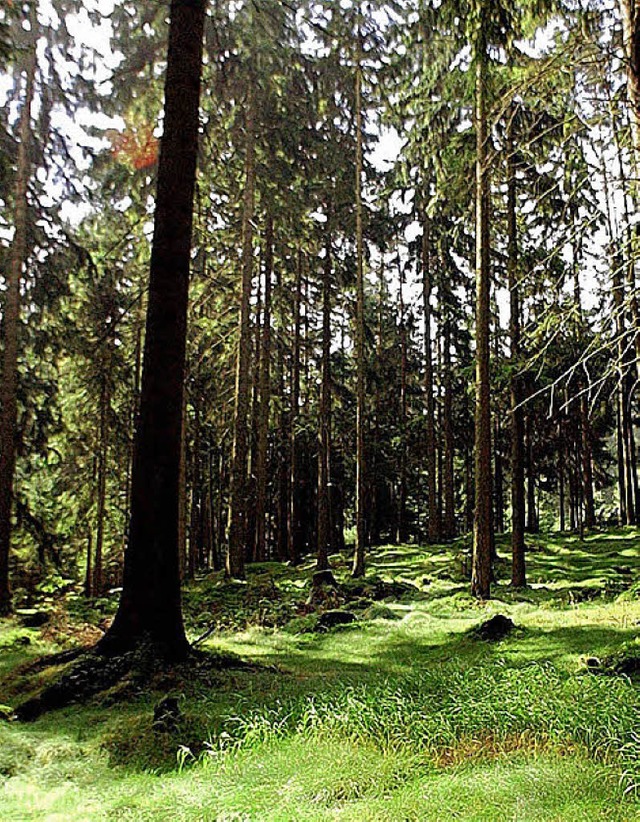 Der Wald wirft Gewinn ab.   | Foto: ddp