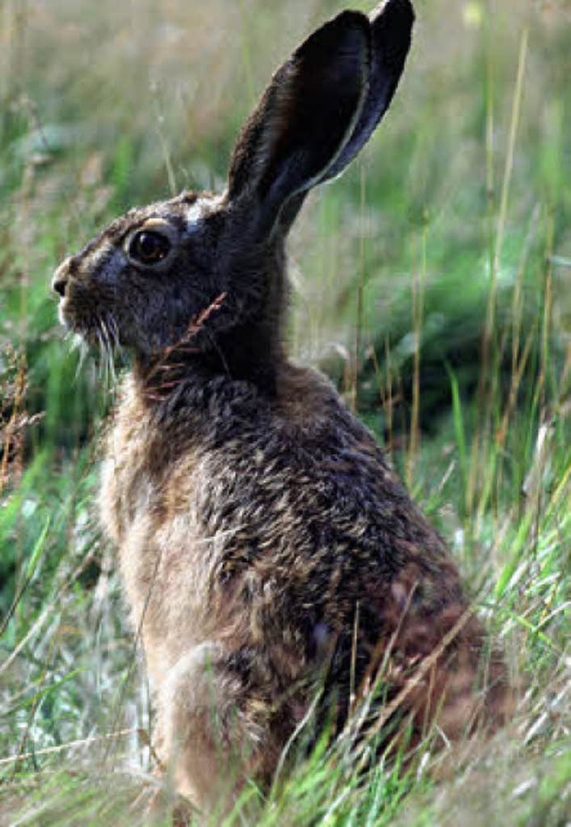 Hlt sich ganz wacker, der kleine Racker  | Foto: Nagel