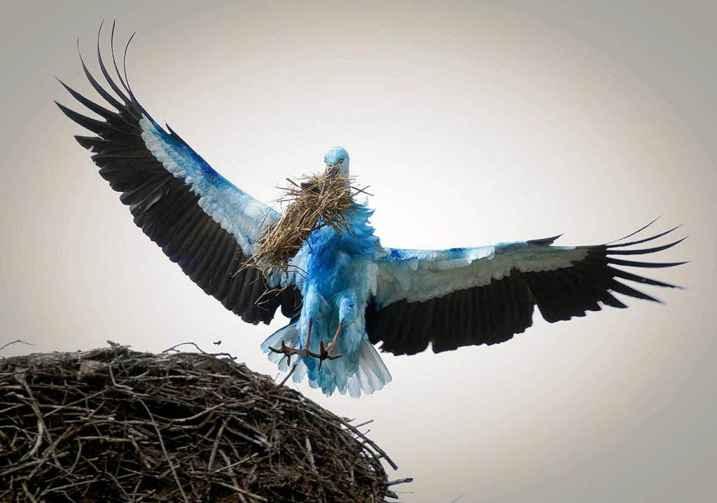 Oder der Storch hat einfach mal blau gemacht.